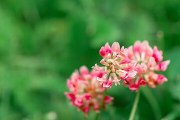 Fototapeta premium Pink clover flower on a background of green grass. Close-up, selective focus.