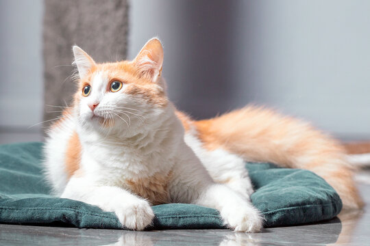 A fluffy red and white cat lies resting on a special mat. Indoor cat, close-up, blurred background