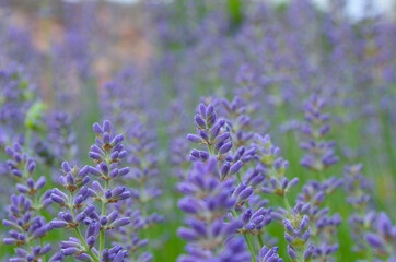 lavendel