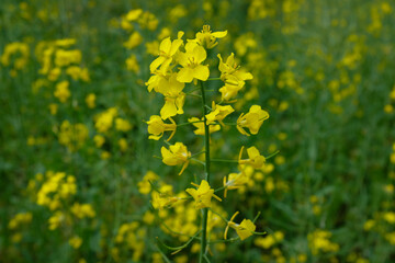 blooming rapeseed. yellow field of rapeseed flowers.