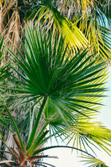 little palm tree leaf