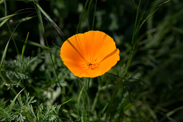 orange flower in the grass