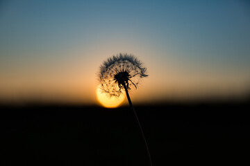 Fototapeta premium dandelion against sunset