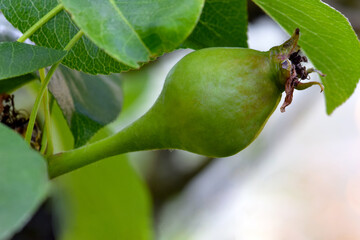 Baby Pear Blossom 06