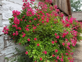 Pink rose bush is blooming near old house with brown wooden shutter.