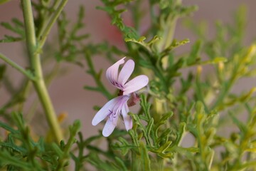 Rasp leaf pelargonium, Pelargonium radens