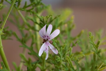 Rasp leaf pelargonium, Pelargonium radens