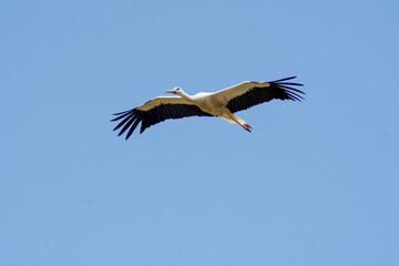 A white stork in the Polish countryside. Young storks - stork ringing, numbering. 
