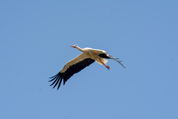 A white stork in the Polish countryside. Young storks - stork ringing, numbering. 