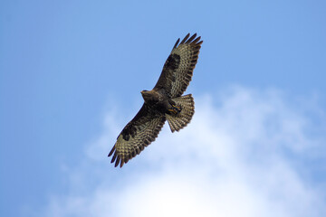 common buzzard, Buteo buteo, a species of large bird of prey in the hawk family 