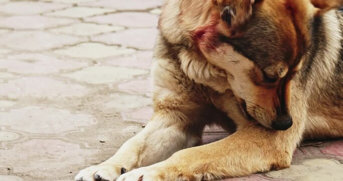 Street dog bites out fleas from its fur while lying on pavement.