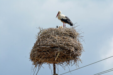 A white stork in the Polish countryside. Young storks - stork ringing, numbering. 