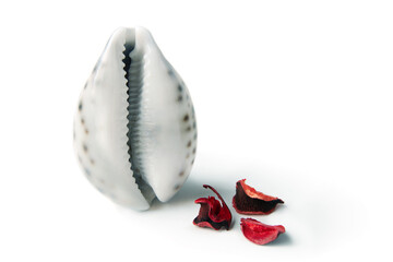Red rose petals near a seashell in the form of a vagina. The concept of women's health,...