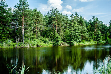 Forest wild lake in sunny summer day