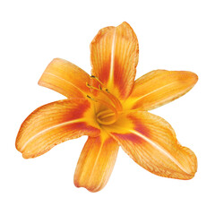 Macro foto orange lily on white isolated background