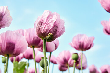 Closeup of purple poppies flowers. Poppy field. Landscape design element