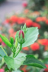 El clavel se abrirá pronto