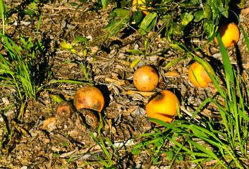 oranges like mushrooms