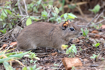  Brazilian guinea pig (Galea spixii) in the midst of wildlife, Northeastern Caatinga in Brazil