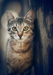 Portrait of a street homeless tabby cat
