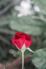 Obraz premium Rosa
