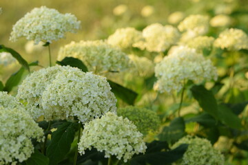 Smooth hydrangea blooming, white flowers clouds, bokeh flowers.