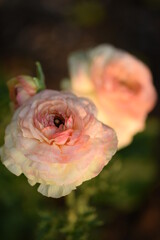 Pastel yellow ranunculus with pink stripes on petals, flowers and bud, bokeh background, sunshine.
