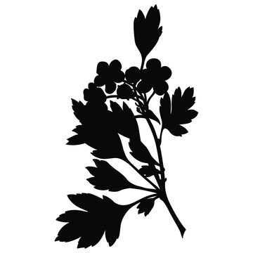 black floral branch silhouette on white clip art preview