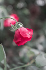 Obraz premium La rosa triste