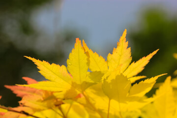 Yellow orange red autumn maple leaves in a blurry background. A change of seasons from summer to fall. Japanese maple foliage. Yellow autumn leaves. Fall landscape, golden tree in the forest or park.