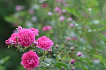 Climbing pink roses on bokeh roses background. Summer beauty garden.