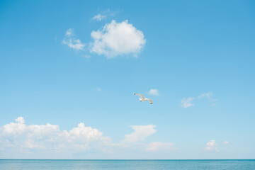 Seagulls flying in the sky. Seashone scene blue sea sky white clouds. Hot summer clear day