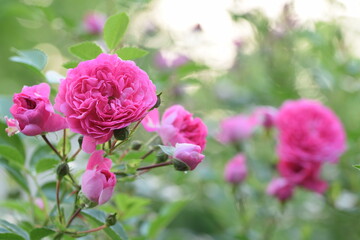 Pink roses blooming in sunny summer garden, climbing roses beauty.
