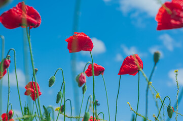 Obraz premium The southern sun illuminates the fields of red garden poppies. The concept of rural tourism. Poppy fields