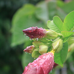 Gotas de agua en flores