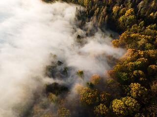 Fototapeta na wymiar Aerial Autumn Forst with Fog