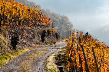 Yellow wineyards in fall