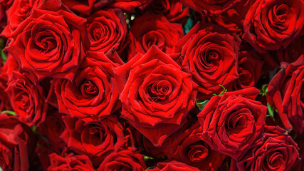 bouquet of red roses, background