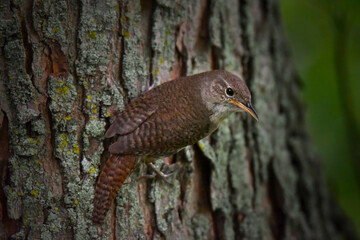 Wren Bird Perched on Tree Trunk, Close Up