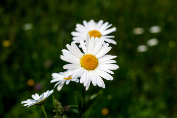 A group of spontaneous daisies