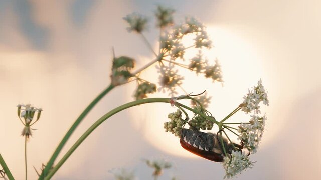 Melolonthinae Beetle Melolonthini On Anthriscus sylvestris at summer sunset. Cow parsley, wild chervil, wild beaked parsley, Queen Anne's lace or keck, is a herbaceous biennial or short-lived