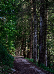 Fototapeta premium The forest around the lake