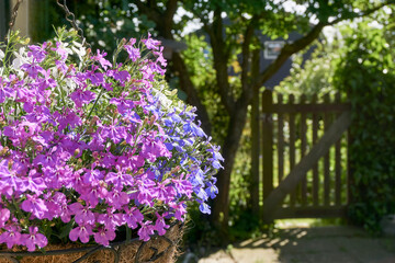 Closeup of small Lobelia flowers in a hanging basket in a summer garden. Purple, blue and white primula flowers blooming in spring. Spring and summer background of garden plants and blooming flowers.
