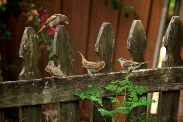 Funny image of four baby sparrows playing on old wooden picket fence above moringa plant.
