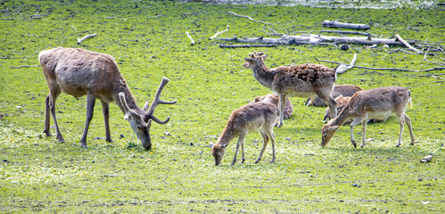 Naklejka na ściany i meble Herd of deer and fallow deer on green grass in the game reserve.