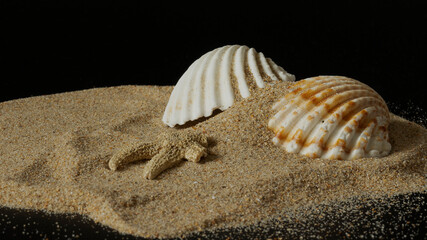 beach elements: shells and starfish fossil