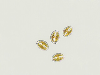 Amphora sp. algae under microscopic view, diatoms