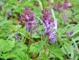 In spring, corydalis blooms in the forest