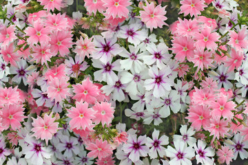 White and pink small garden flowers occupy the entire frame, natural background