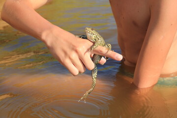 A frog sits on a human hand in a pond on a summer day. Trust.